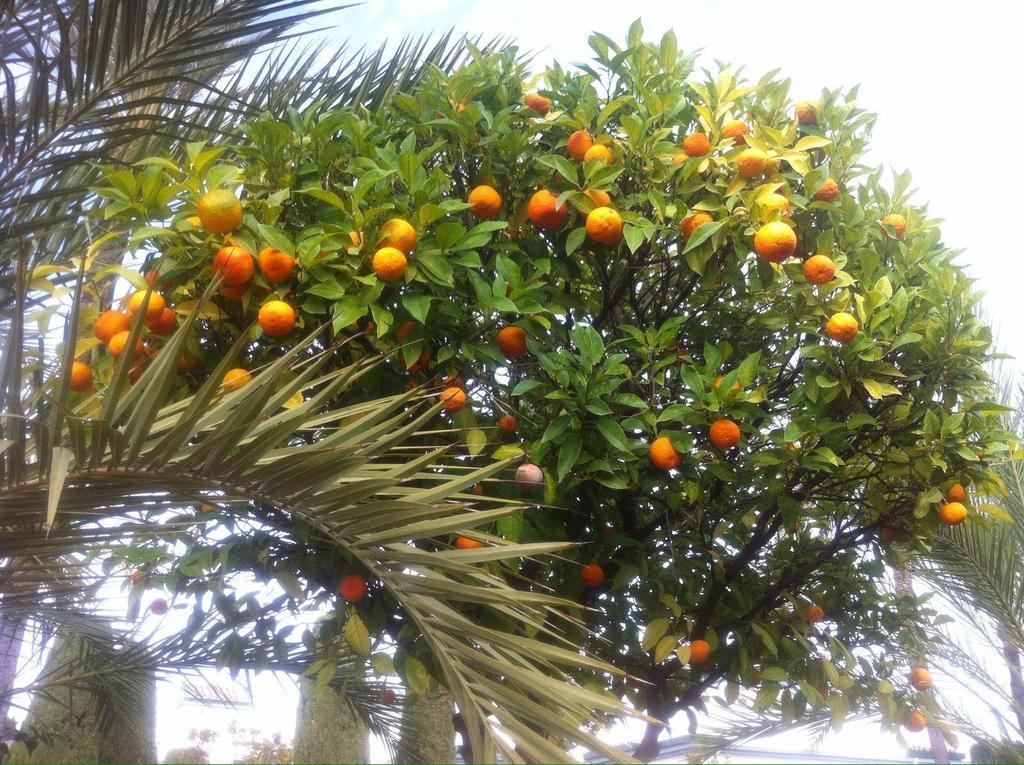 Dominion Apartments Estepona Bagian luar foto